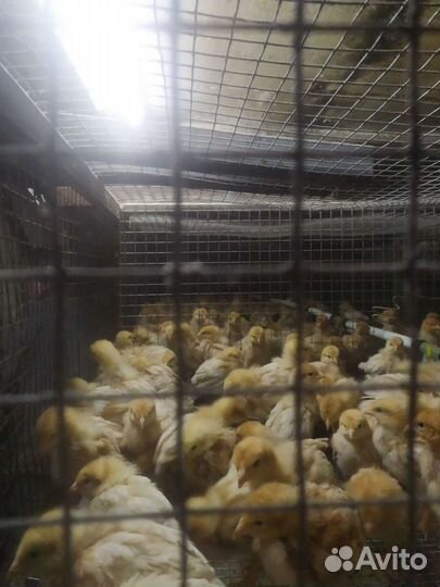 Ломан-браун цыплята(курочка) 1мес