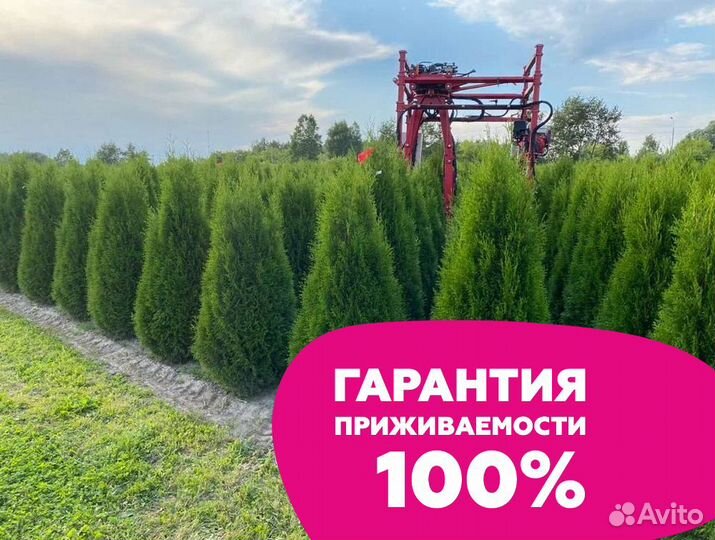 Туя 200 см
