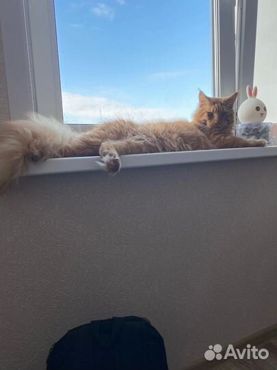 Мейн-кун вязка