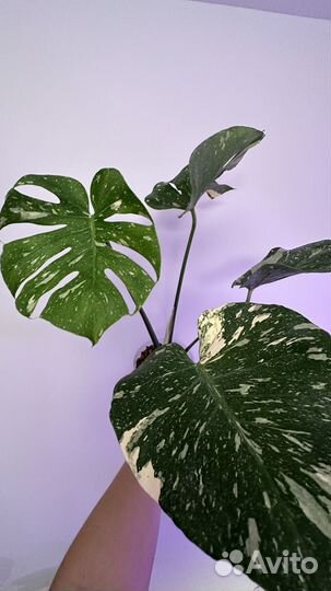 Монстера тайское созвездие крупная