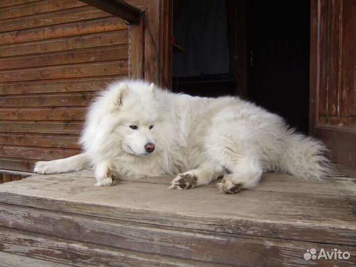 Вязка собак