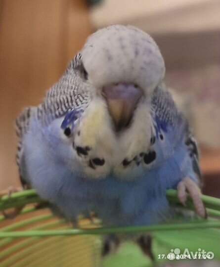 Ввп чех птенец самка