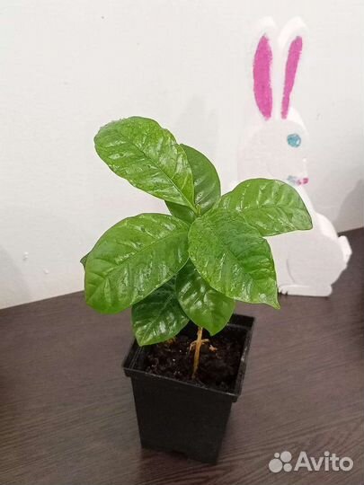 Кофе Арабика