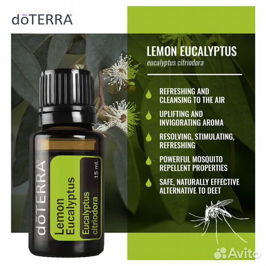 Лимонный эвкалипт дотера