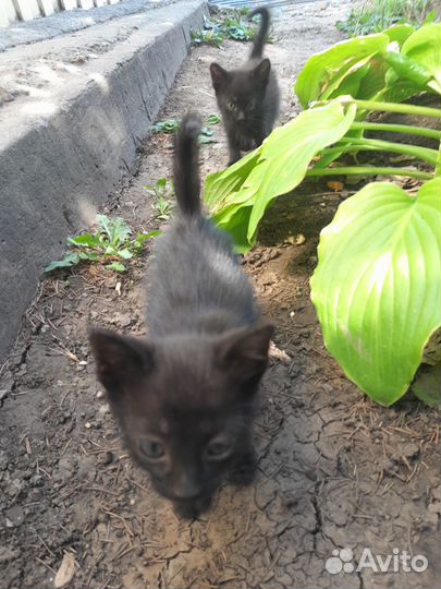 Отдам даром бесплатно животные котят
