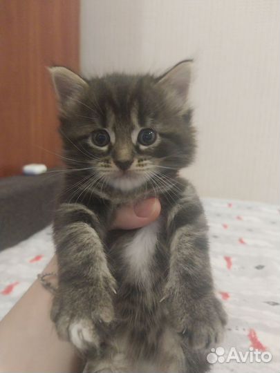 Котята