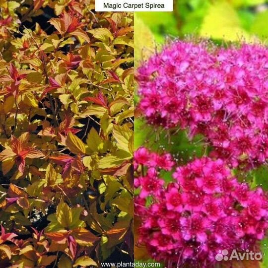 Спирея Мэджик Карпет