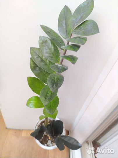 Зимиокулькас разные