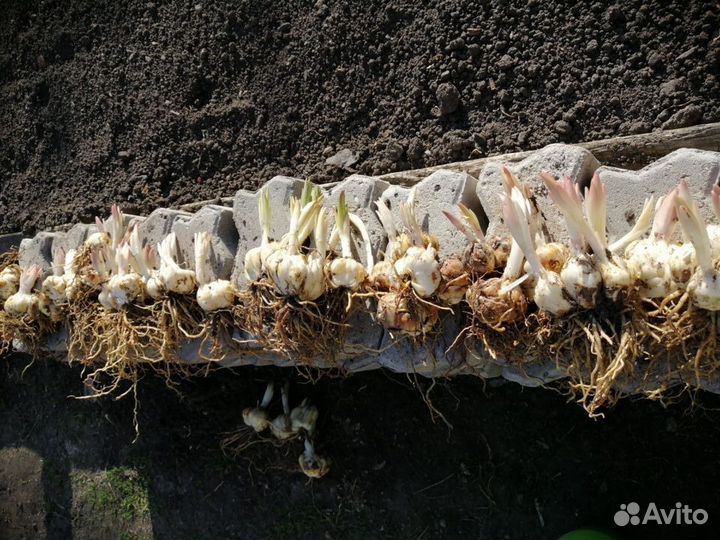 Лилия луковицы