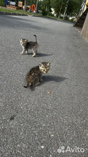 Бездомные котята в добрые руки