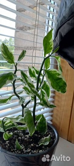 Педилантус