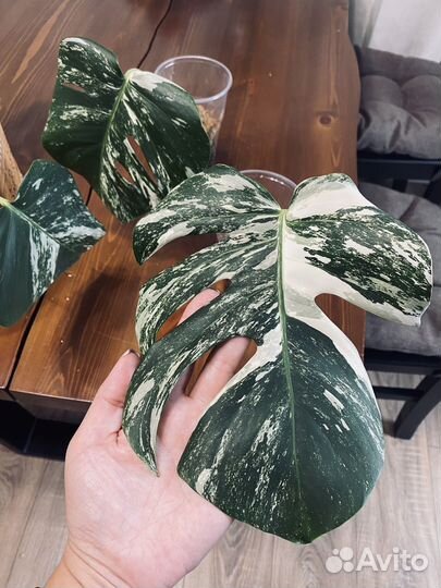 Монстера вариегатная альба