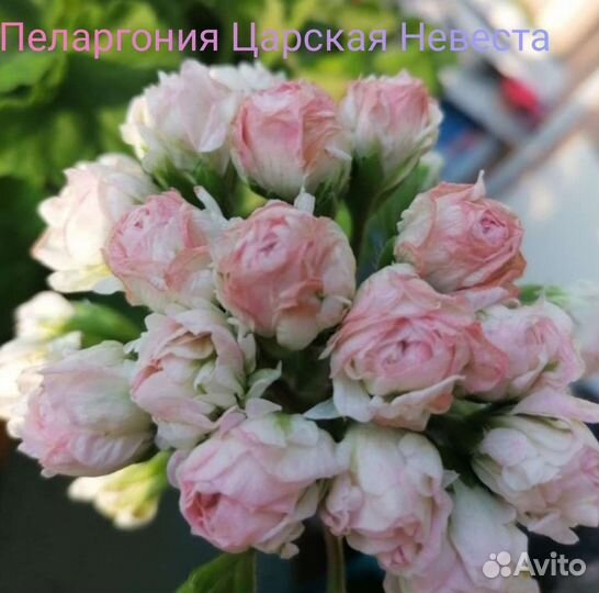 Пеларгонии сортовые