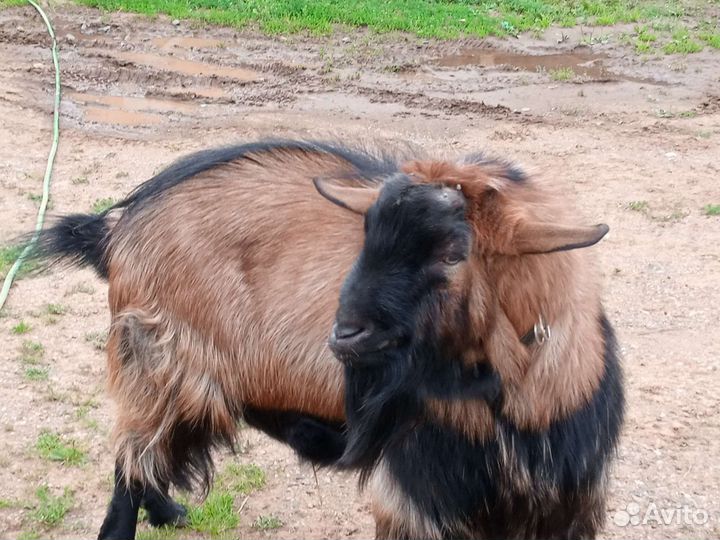 Чешский козел