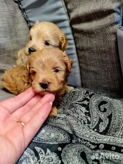 Мальтипу f1 mini