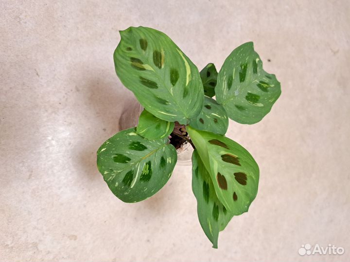 Маранта триколор, Керховена