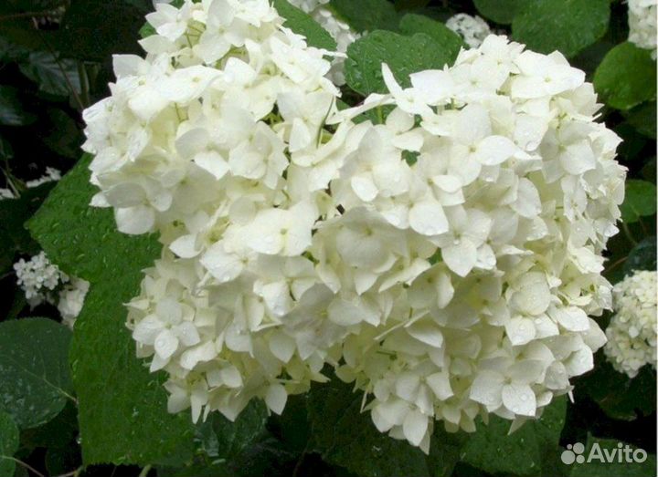 Гортензия Грандифлора