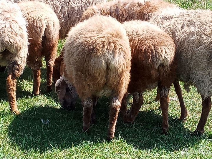 Овцы бараны