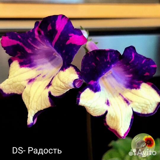 Детки сортовых стрептокарпусов