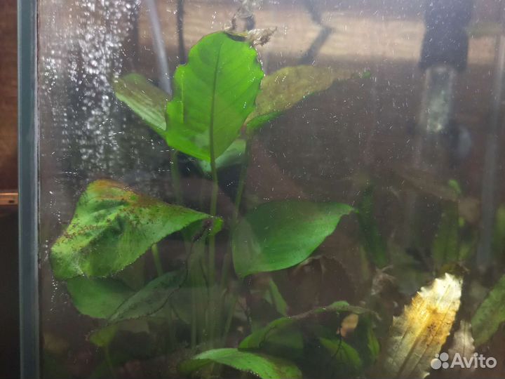 Аквариум aquael 20 литров с растениями и грунтом