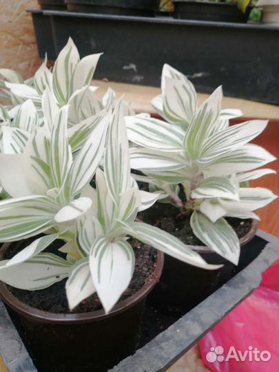 Зебрина, Дихондра, Каллизия, Хлорофитум, Хедера