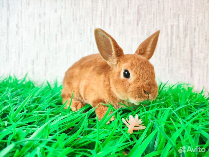 Кролик карликовый рекс - мини