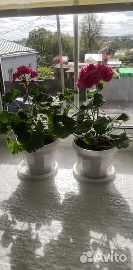 Герань пеларгония розебудная