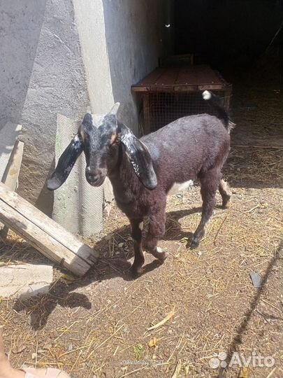 Козочка нубийская