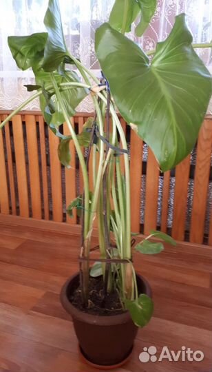 Клубни луковицы каллы белой эфиопской