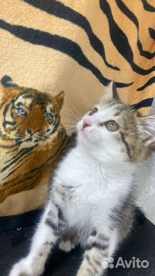 Котенок 1,5 мес девочк