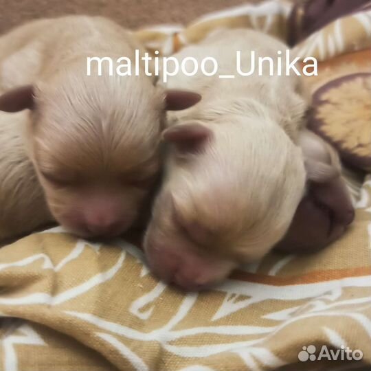 Щенки Мальтипу f1 mini