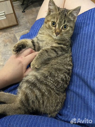 Уличный бобтейл котенок рыси