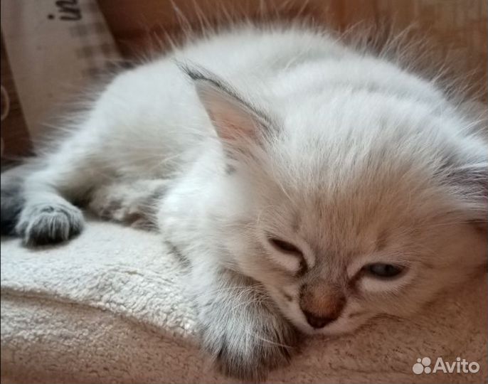 Котята