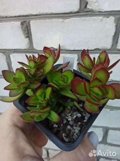 Суккуленты крассулы и другие