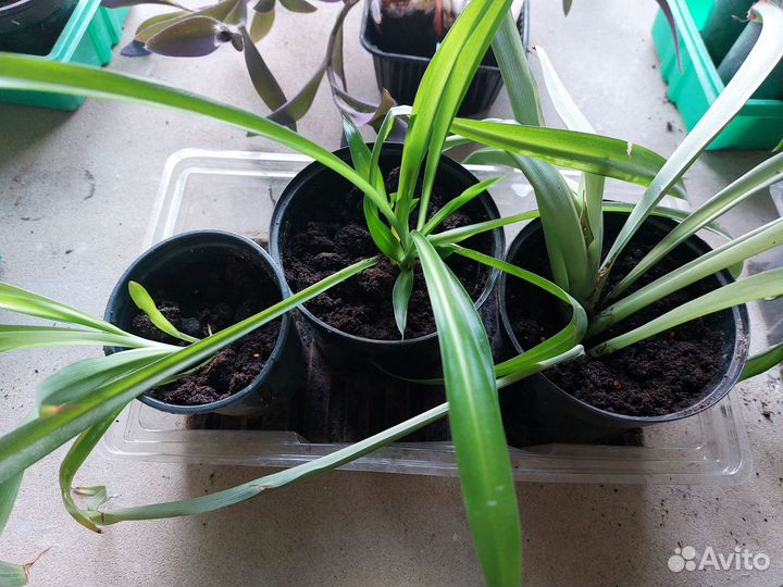 Комнатные Сингониум,хлорофитум,сеткреазия