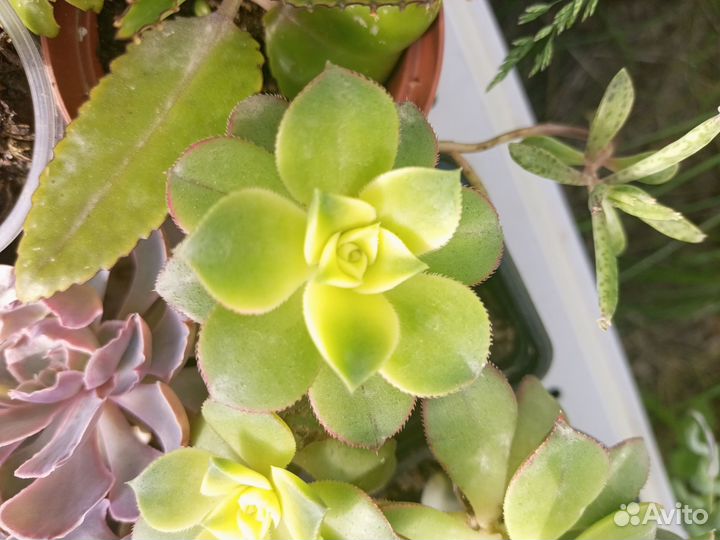 Суккуленты