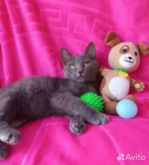 Котенок девочка