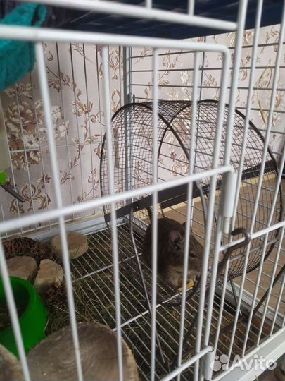 Клетка для грызунов большая