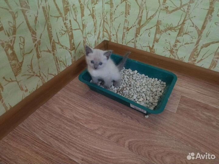 Котята бесплатно