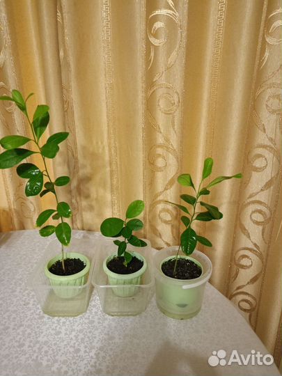 Лимон из косточки