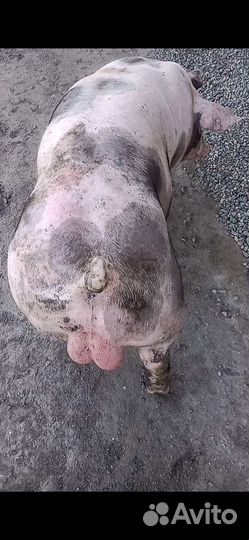 Чистопородный хрячок пьетрен макстер