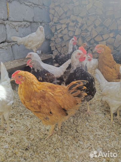 Молодые петушки