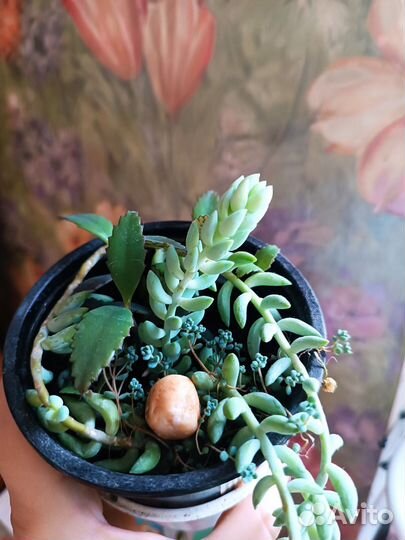 Суккуленты, стапелии