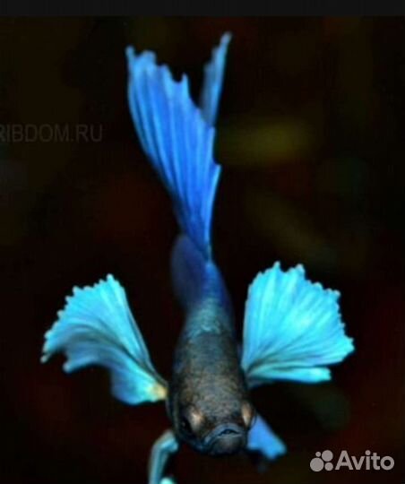 Рыбка петушок