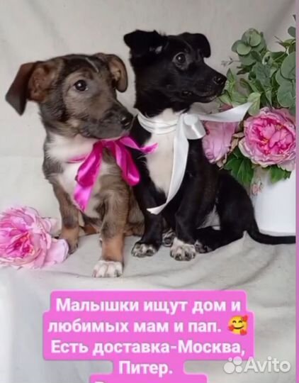 Щеночки в добрые руки