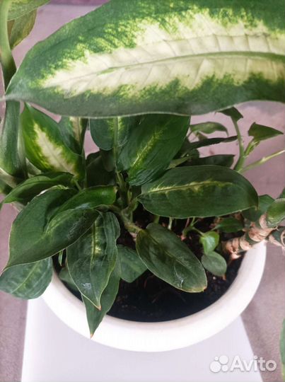 Диффенбахия