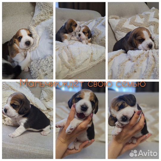 Щенки бигль