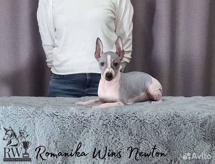 Щенки Американского голого терьера агт