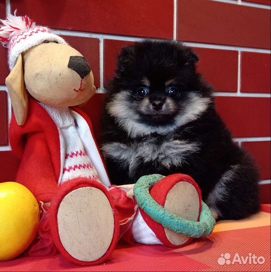 Щенки померанского шпица