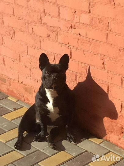 Вязка французский бульдог